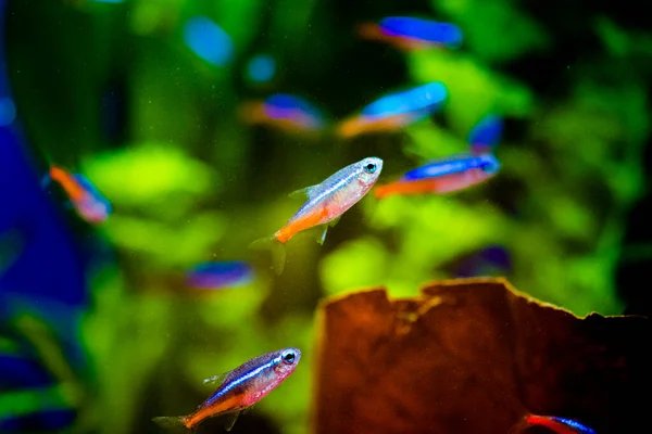 Tetra Neon Paracheirodon Innesi Pesce Acqua Dolce Della Famiglia — Foto Stock