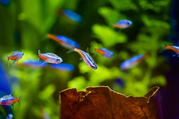 Der Neon Tetra Paracheirodon Innesi Ist Ein Süßwasserfisch Aus Der — Stockfoto