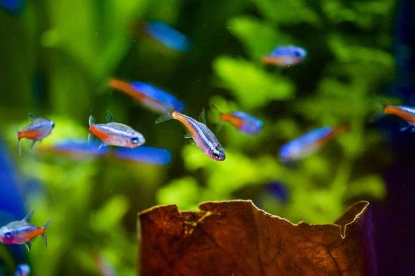 Neon Tetra Paracheirodon Innesi Kedigiller Felidae Familyasından Bir Tatlı Balığıdır — Stok fotoğraf