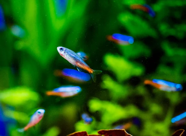 Der Neon Tetra Paracheirodon Innesi Ist Ein Süßwasserfisch Aus Der — Stockfoto