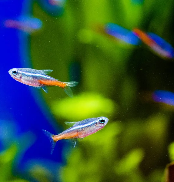 Neon Tetra Paracheirodon Innesi Kedigiller Felidae Familyasından Bir Tatlı Balığıdır — Stok fotoğraf