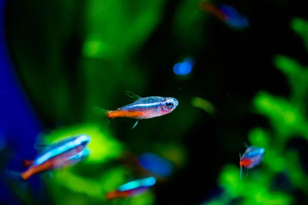The neon tetra (Paracheirodon innesi) is a freshwater fish of the characin family