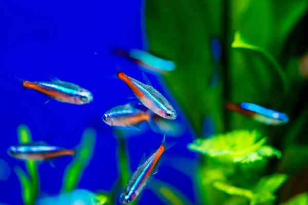 Neon Tetra Paracheirodon Innesi Kedigiller Felidae Familyasından Bir Tatlı Balığıdır — Stok fotoğraf
