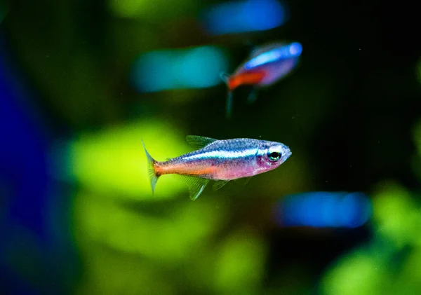 Neonová Tetra Paracheirodon Innesi Sladkovodní Ryba Čeledi Öin — Stock fotografie