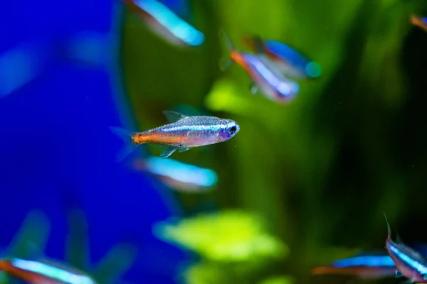 Neon Tetra Paracheirodon Innesi Kedigiller Felidae Familyasından Bir Tatlı Balığıdır — Stok fotoğraf