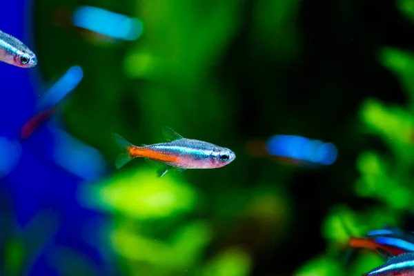 Neon tetra (Paracheirodon innesi), kedigiller (Felidae) familyasından bir tatlı su balığıdır.