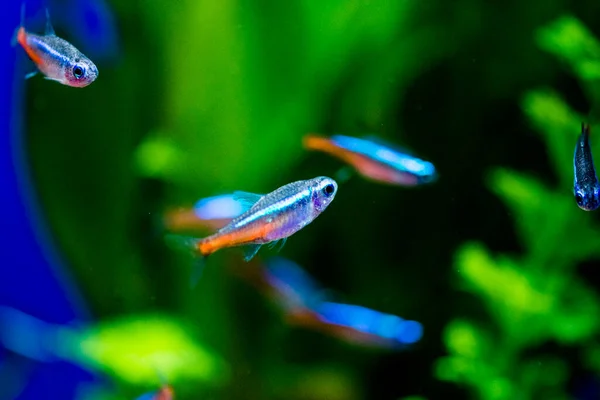Tetra Neon Paracheirodon Innesi Pesce Acqua Dolce Della Famiglia — Foto Stock