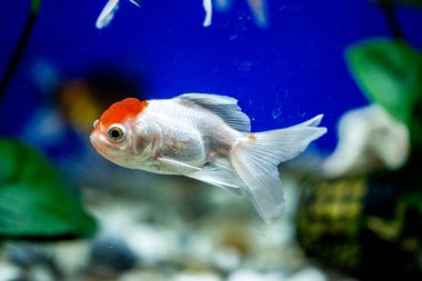 Akvaryumdaki Japon Balığı - Carassius Auratus