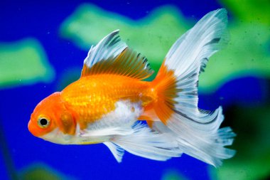 Akvaryumdaki Japon Balığı - Carassius Auratus