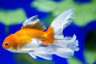 Akvaryumdaki Japon Balığı - Carassius Auratus