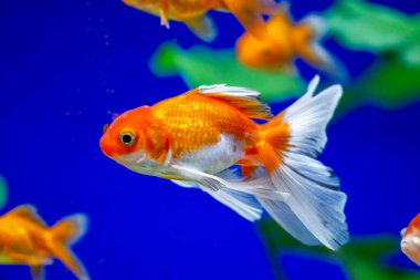 Akvaryumdaki Japon Balığı - Carassius Auratus