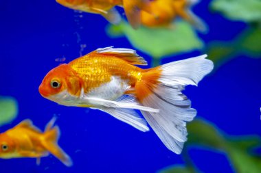 Akvaryumdaki Japon Balığı - Carassius Auratus