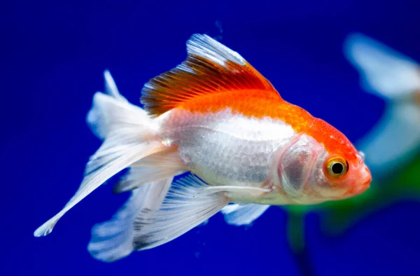 Peixe Dourado Aquário Carassius Auratus — Fotografia de Stock