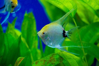 Amazon Nehri 'nden melek balığı, pterophyllum scallare (altum)