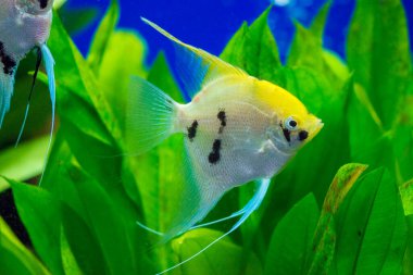 Amazon Nehri 'nden melek balığı, pterophyllum scallare (altum)
