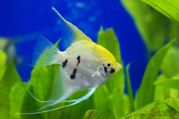 Peixe Anjo Rio Amazonas Pterophyllum Scallare Altum — Fotografia de Stock