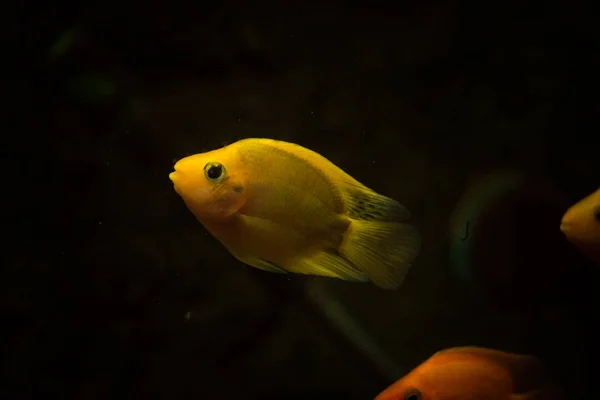 parrot fish tropical