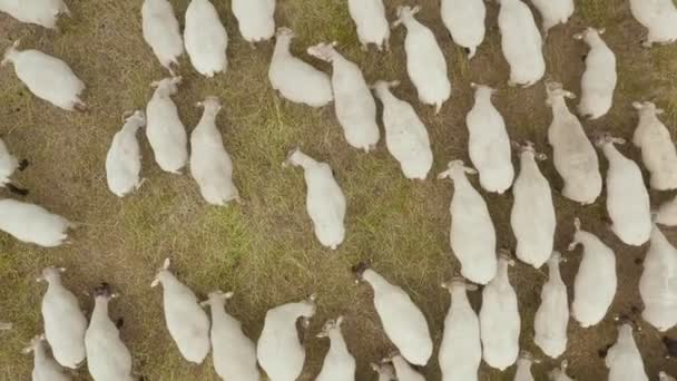 Aerial view of a flock of sheep grazing in the wild in an ecologically clean area — Stock Video
