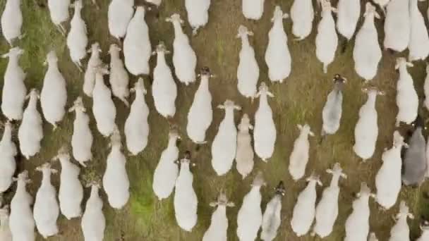 Aerial drone shot flying over a flock of sheep grazing in an ecologically clean green meadow — Stock Video