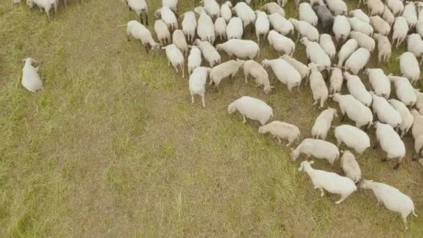 Vzdušný záběr úžasné venkovské krajiny s pastvou ovcí mimo ruch města — Stock video