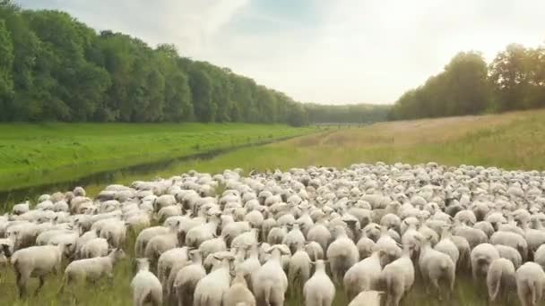 Paisagem rural pacificada com pastoreio rebanho de ovelhas entre natureza ecologicamente limpa orgânica — Vídeo de Stock
