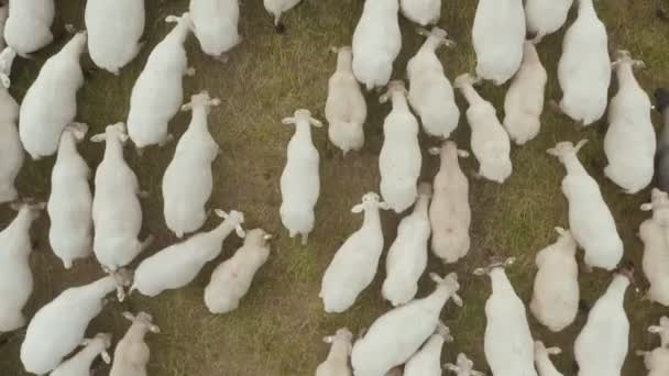 Close-up bovenaanzicht van een kudde schapen grazen in een weide — Stockvideo