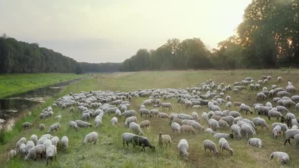 Wolne pastwiskie owce na czystych, odległych terenach wiejskich w Niemczech — Wideo stockowe