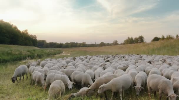 Un troupeau de moutons paître librement sur une prairie verte au bord de la rivière sur un pâturage biologique en Europe centrale . — Video