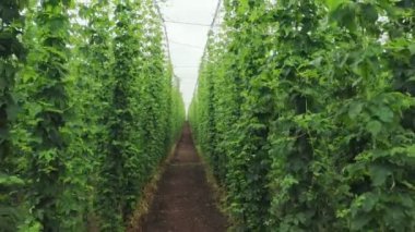 Orta Avrupa'da yetiştirilen bir hop plantasyon havadan çekim