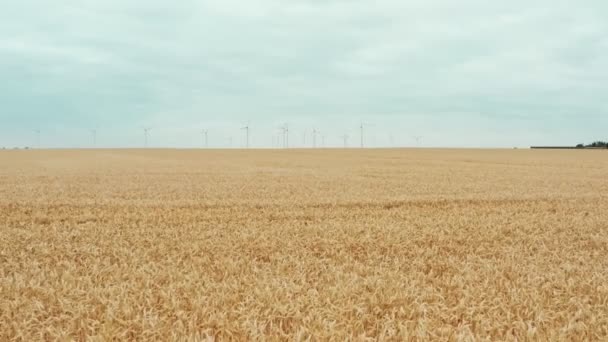 Ekologické zemědělství a větrné mlýny mezi nekonečnými poli pšenice — Stock video