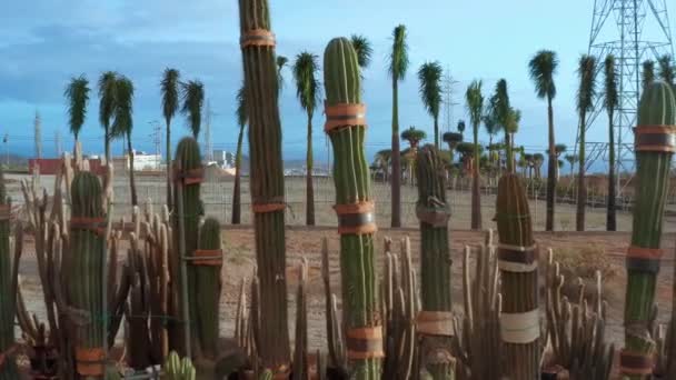 サボテンプランテーションは、装飾目的のためのサボテンの栽培 — ストック動画