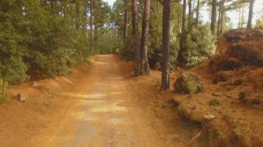 açık güneşli bir günde dağlarda yüksek çam ormanı