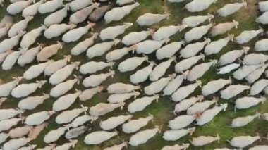 Ekolojik olarak temiz, yeşil bir çayırda otlayan koyun sürüsünün üzerinden uçan yukarıdan aşağıya bakan hava manzarası.