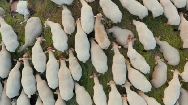 Volando sobre un rebaño de ovejas pastando en un prado verde ecológicamente limpio — Vídeos de Stock