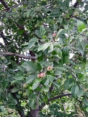  Olgun elmalar ağaçta