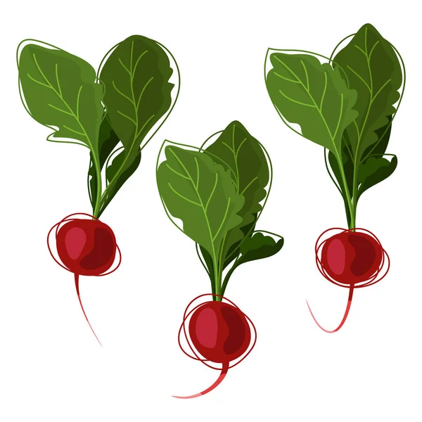 Radish Three Red Radishes Green Leaves Hand Drawing Flat Style — Stock Vector