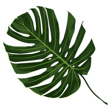 Tropik bir bitki yaprağı. Canavarın yeşil yaprağı. Tasarım ve web için beyaz bir arkaplanda izole edilmiş vektör illüstrasyonu.