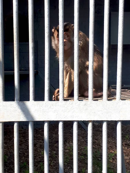 A sad and scared monkey behind bars. Animal in the zoo. The concept of isolation and incarceration. Unfortunate animal.