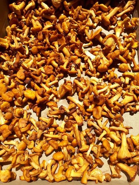 Chanterelles Mushrooms Dried Sun Delicious Healthy Bright Orange Forest Mushrooms — Stock Photo, Image