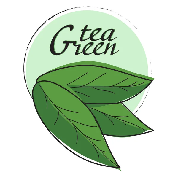 Πράσινο Τσάι Τρία Φύλλα Πράσινου Τσαγιού Μια Επιγραφή Στο Φόντο — Διανυσματικό Αρχείο