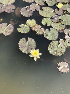 Wasserlilie gelb nilüfer