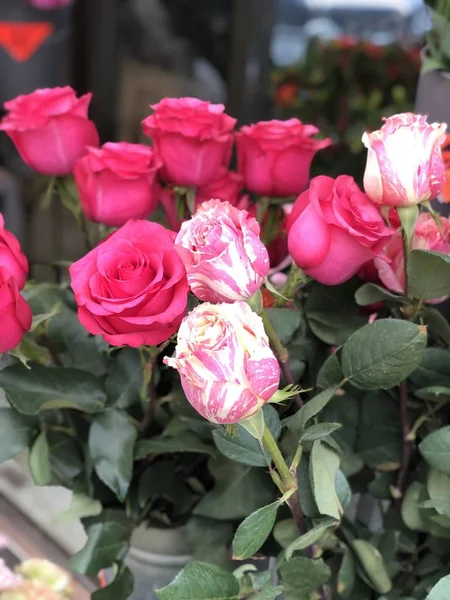 Rosas Praga Rosa Flores — Foto de Stock