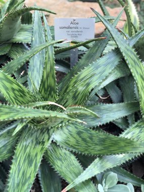 Aloe somaliensis botanik bahçesi Berlin