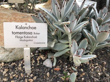 Kalanchoe Madagaskar botanik bahçesi Berlin