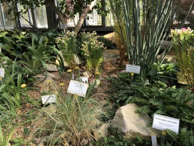 Botanik bahçesi Berlin büyüme nameplates