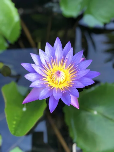 Lotus Bloem Botanische Tuin Berlijn — Stockfoto