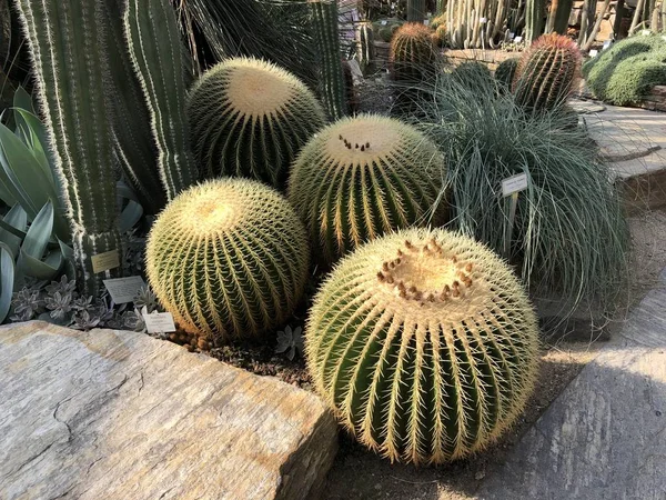 Cactussen Botanische Tuin Berlijn Stockfoto