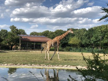 Zürafalar Tierpark, Berlin 'de