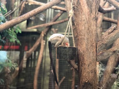 Tierpark, Berlin 'de Maymunlar