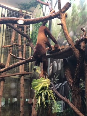 Tierpark, Berlin 'de Maymunlar